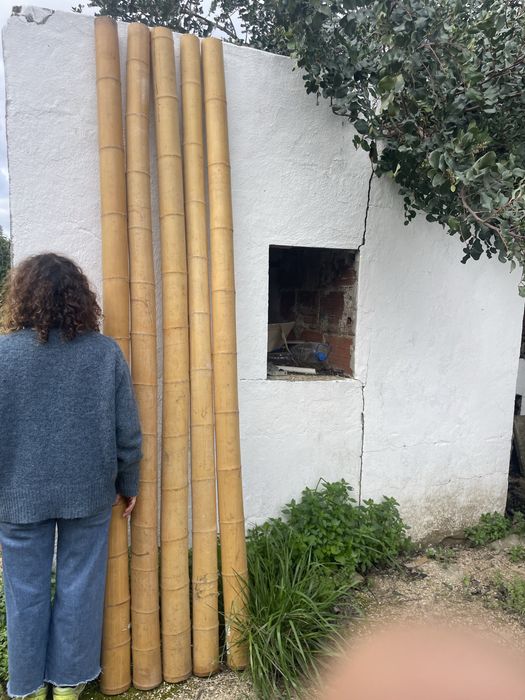 Bambu 2,5m por 10/12 cm