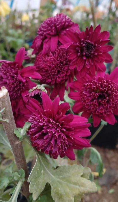 хризантема маточники