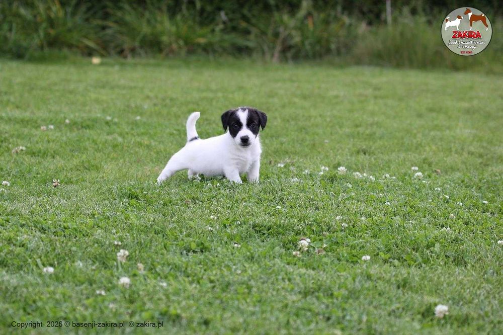 Jack Russell Terrier ZKwP| ZAKIRA FCI | SUCZKA gotowa do odbioru