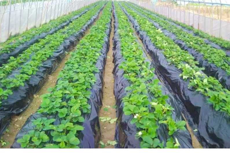 Пленка полиэтиленовая черная/прозрачная/ под теплицы ТМ RULON/ИНТЕРКОМ