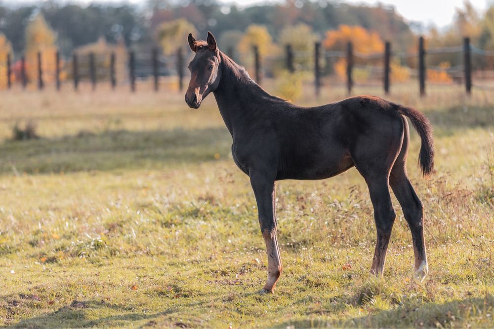 Ogierek 2025 !! Sport !! Top Horse !!