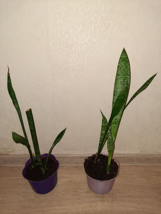 Сансевиерия    .