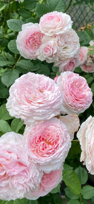 САДОВНИК- все садовые работы;обработка и обрезка фруктовых и винограда