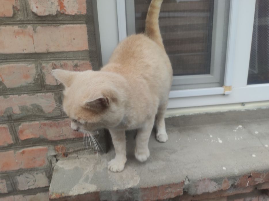 Приблудився кіт РОВАНЦІ