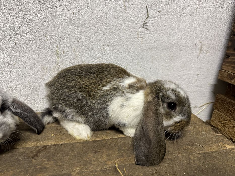 Króliki Baran Francuski