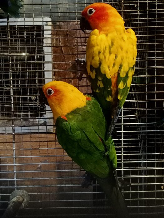 Papugi nierozłączki nimfy aleksandretty