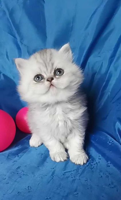 Серенький котёнок перс пепельный хайленд
