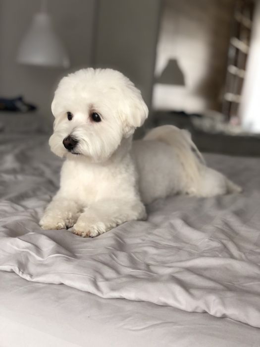 Мальтезе ( в’язка ) Мальтійська болонка