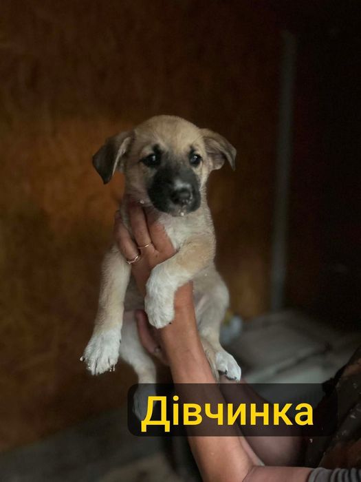 Цуценята  шукають  родину