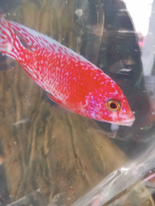 Aulonocaras Dragon blood