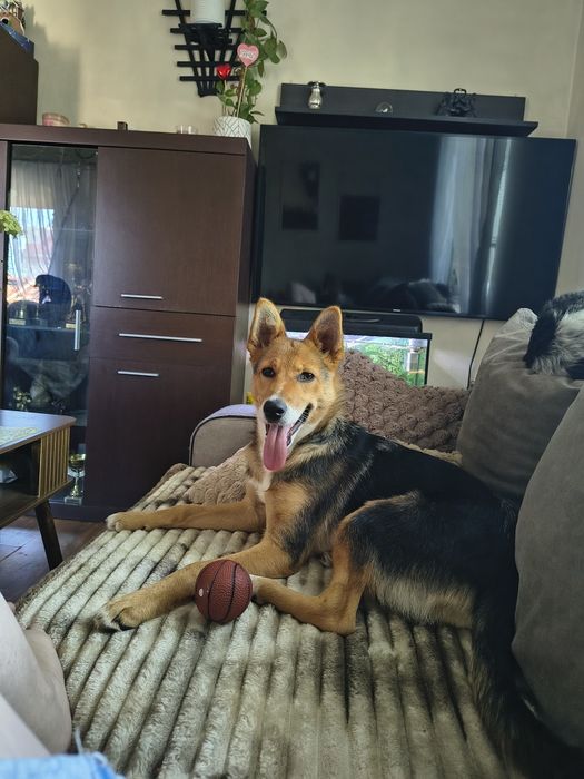 Pola poleca się do adopcji