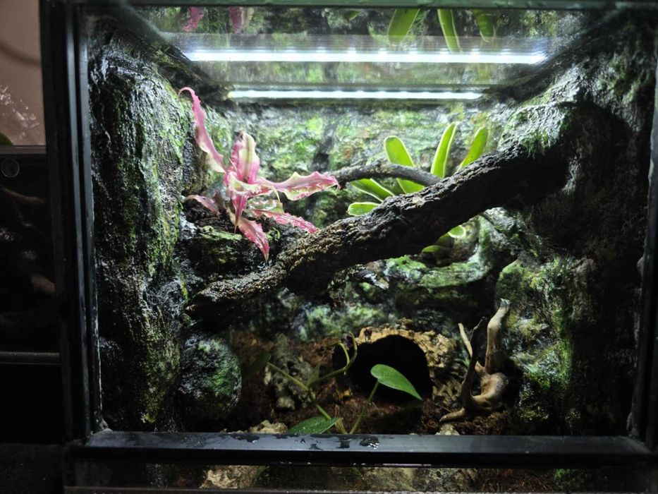 Terrarium tropikalne 25x25x25 dla ptasznika