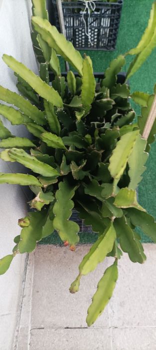 Mudas de pitaya várias variedades disponivel com Raiz