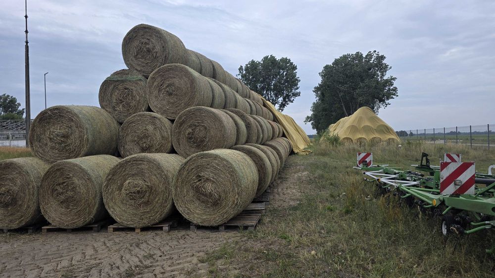 Siano EKO strukturalne 2026 | bele 140 cm | palety i włóknina