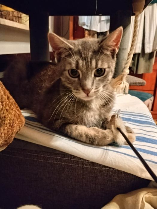 Lisia - cudowna Buraska do adopcji
