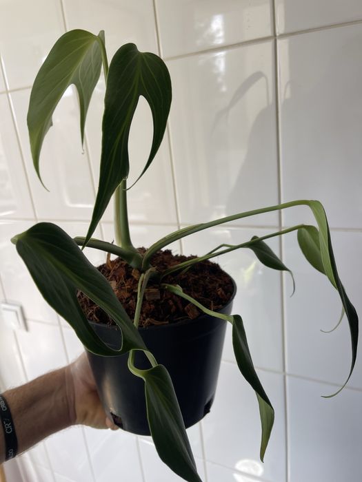 Monstera burle marx flame