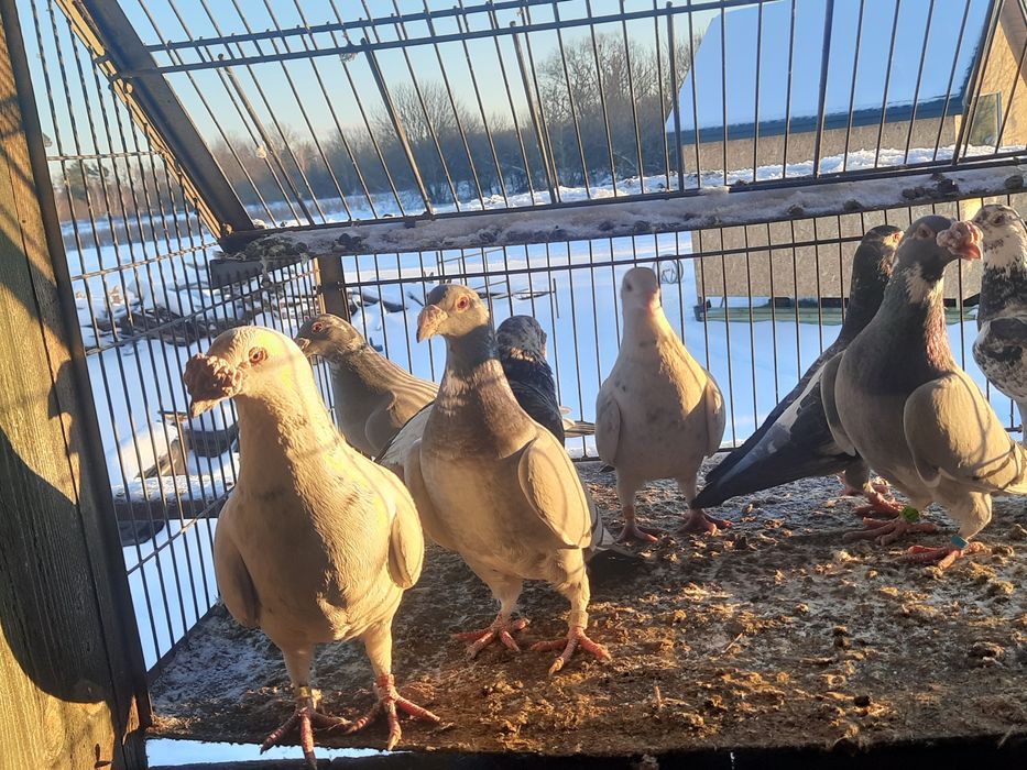 Gołębie staropolskie