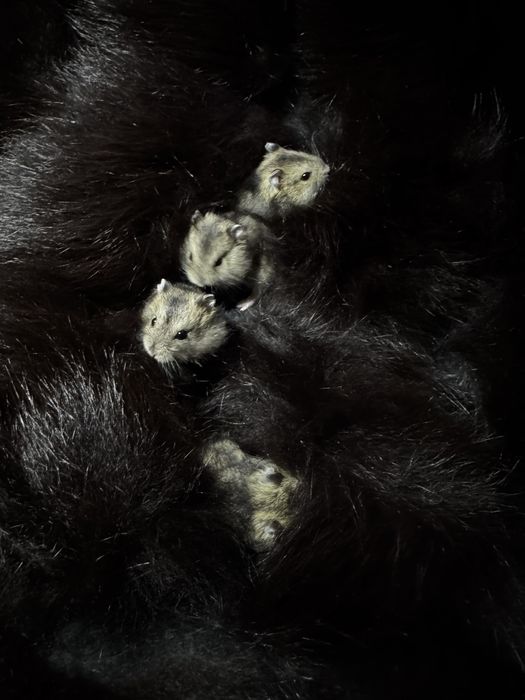 Продам хомʼячків