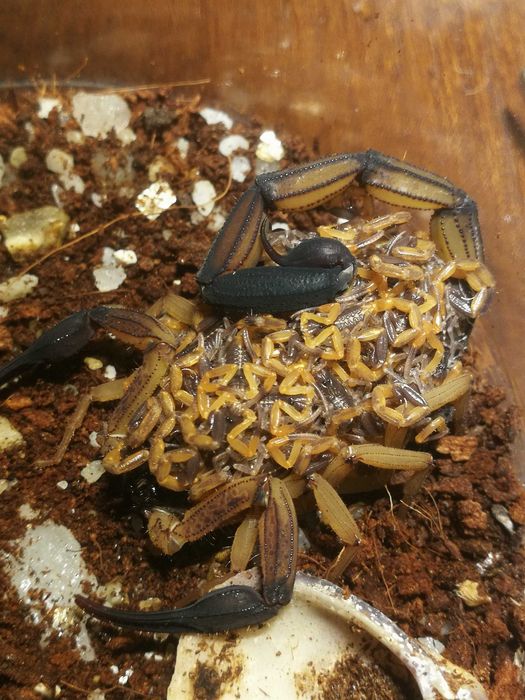 Skorpion, ptasznik Heterometrus/Babycurus/Chaerilus/Janalychas