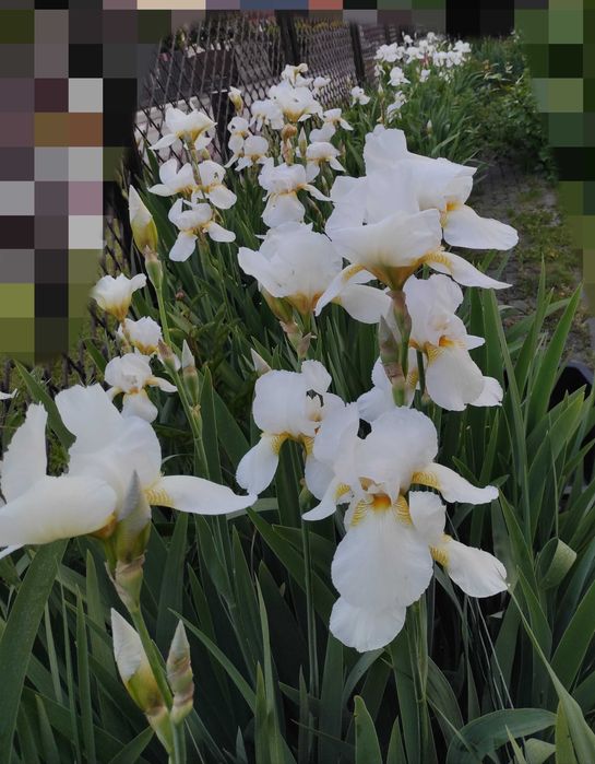Irysy pachnące białe