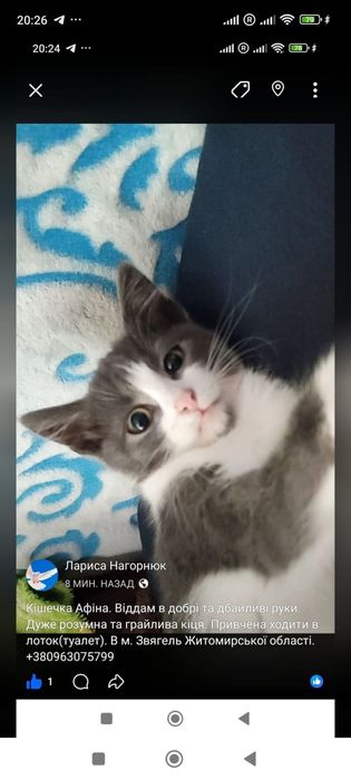 віддам кошеня безкоштовно