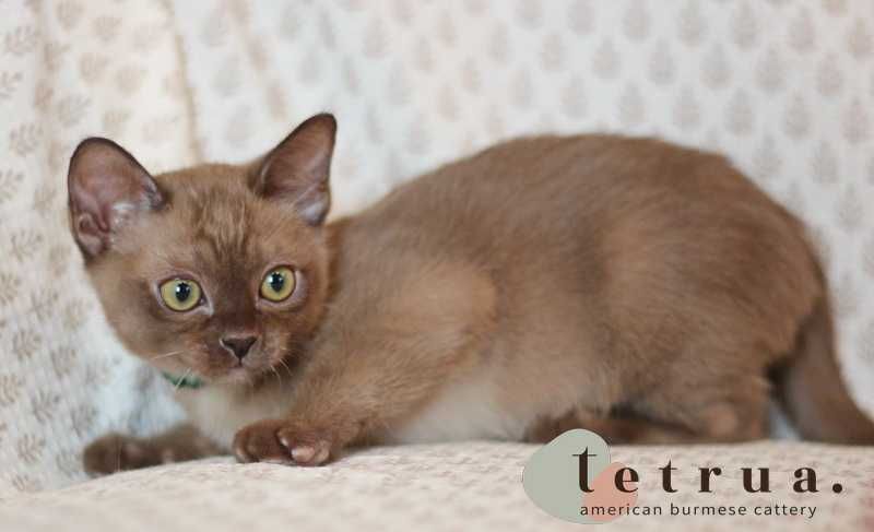 Шикарная малышка американской бурмы!