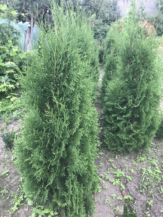 Папороть "Страусине перо",іриси ,хости, самшит, туї, юки, лаванди