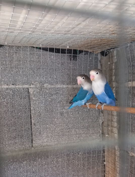 Casal Agapornis Ficher