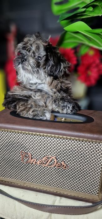 Малесенький мальтіпу , хлопчик, мерле