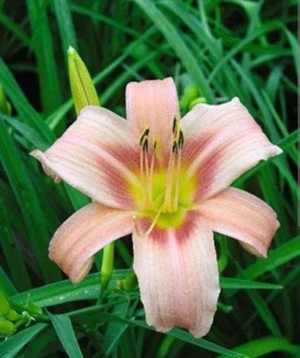 Liliowce dziś wykopane z gruntu