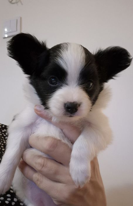 Piękna  sunia Papillon zkwp