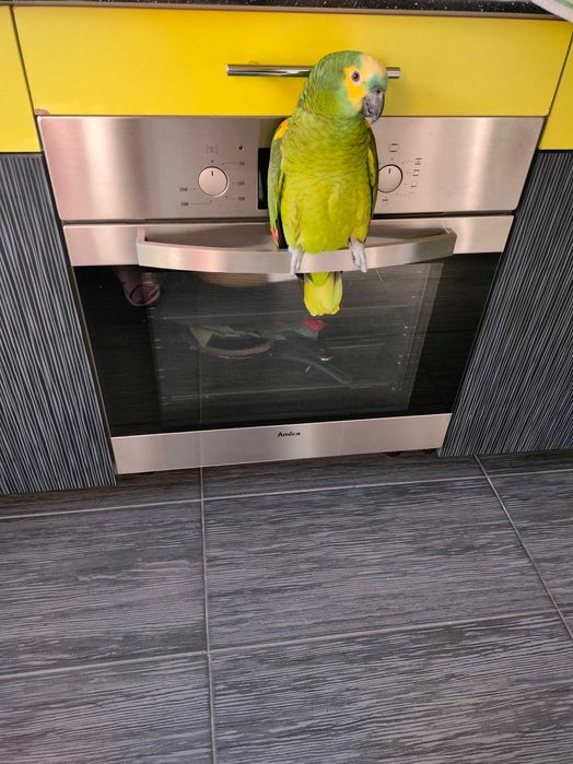 Zaginęła papuga amazonka