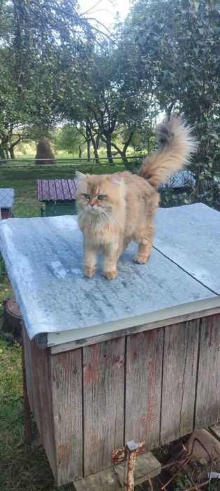 Золота Британська шиншила, в*язка
