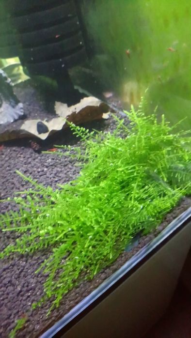Mech do Akwarium Java Moss Wysyłka