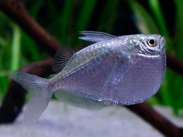 Topornica wielka - Thoracocharax stellatus - dowóz, wysyłka