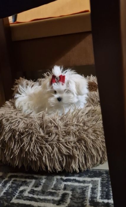 Maltańczyk przepiękne,lalkowe,urodziwe.maltanczyk czystej krwi