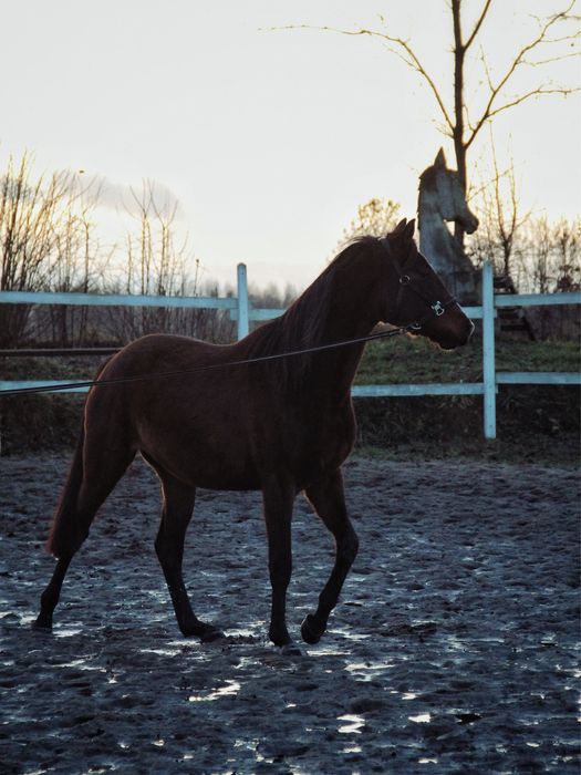 Mloda klacz 3,5 roku
