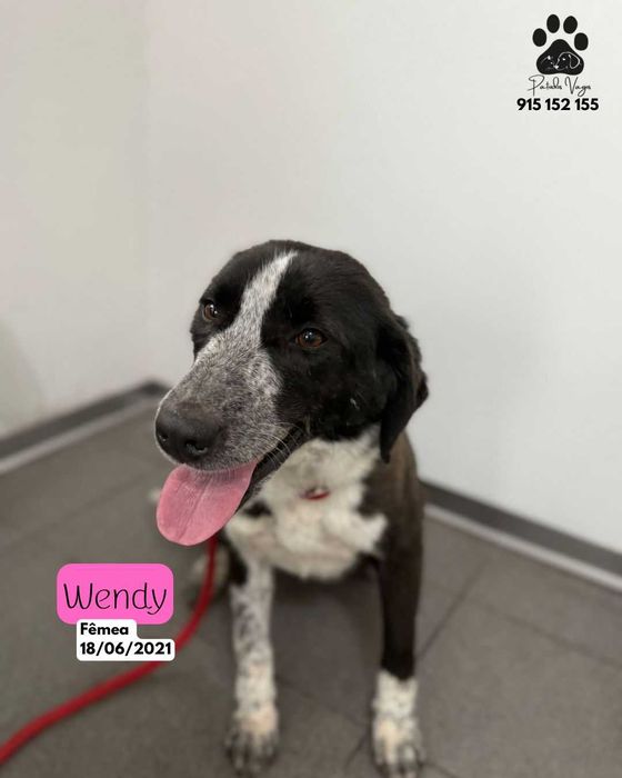 Cadela para adoçao(Wendy)