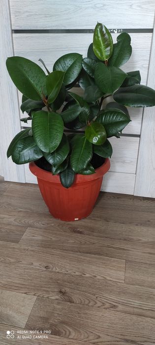 Фикус эластик  крупное растение