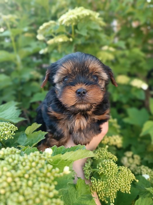 Ребята куклята Одесские