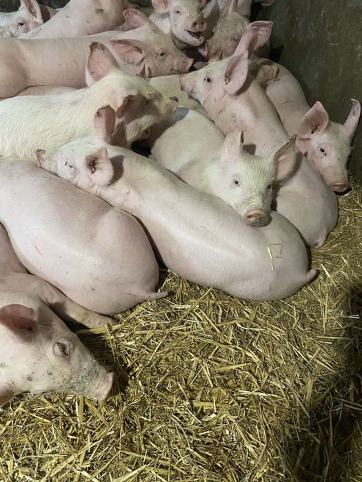 Поросята свині