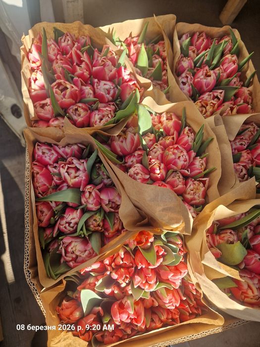 Луковиці тюльпанів