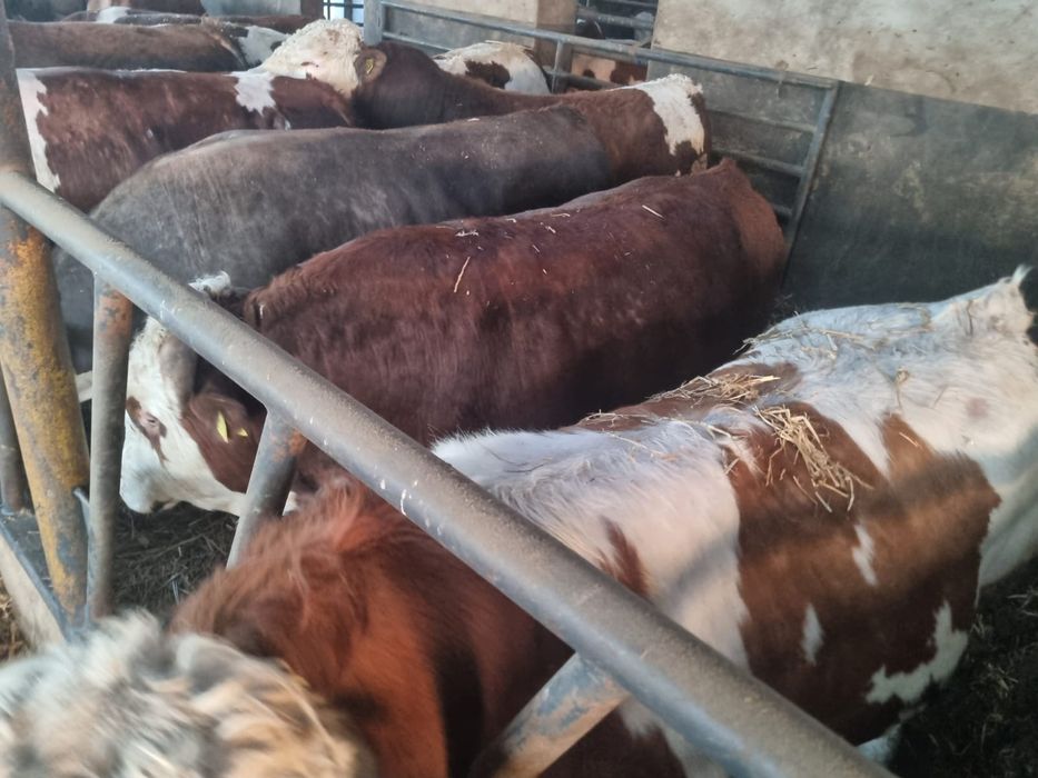 Bydło Byki MM Rzeźne