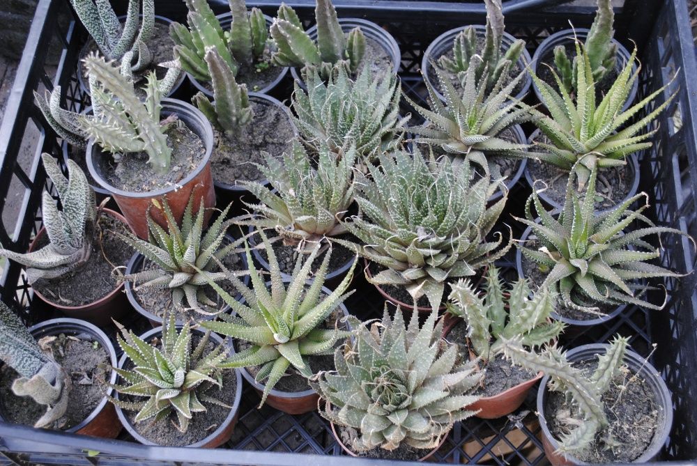 Агава американська