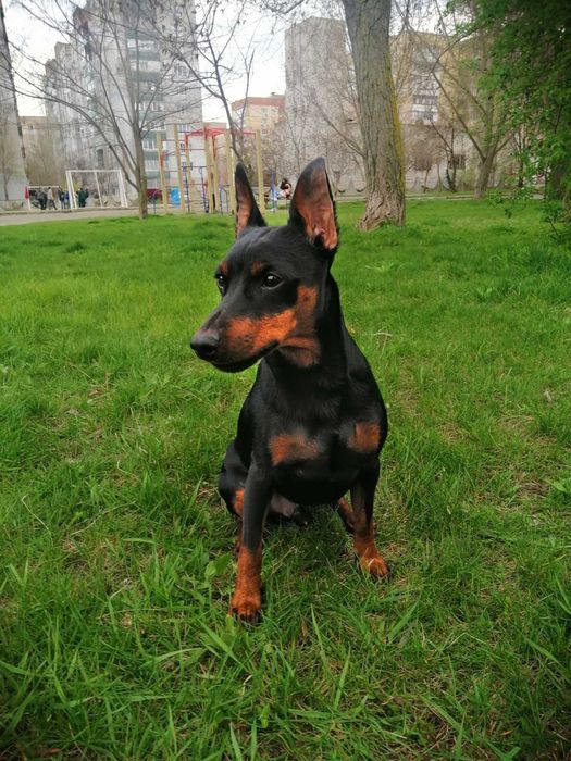 Кобель цвергпінчер, вязка