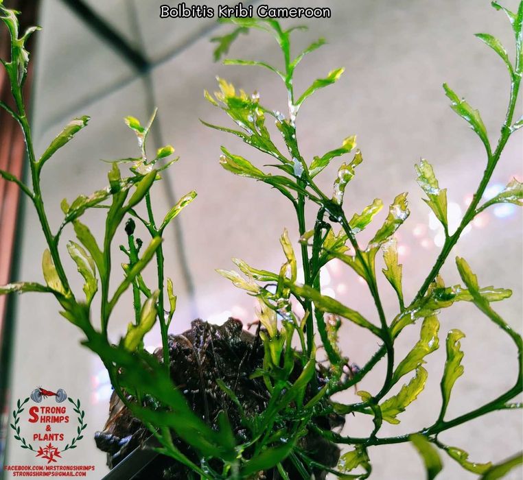 Bolbitis Kribi Cameroon Rarytas