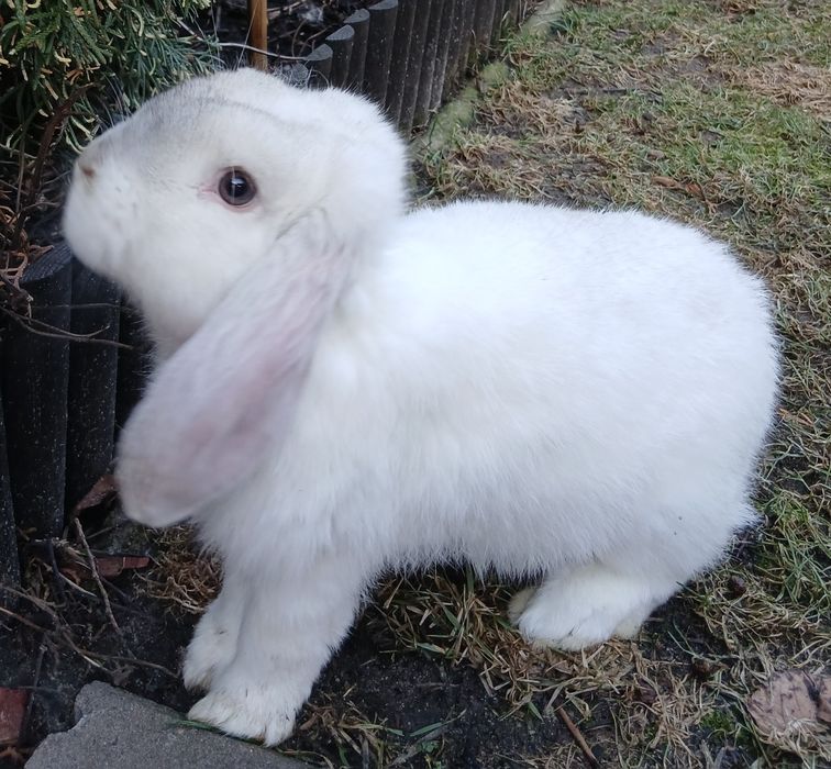 Królik hodowlany Baran Francuski samiec