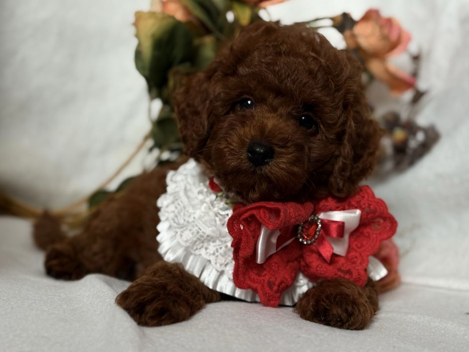 Той пудель хлопчик Red Brown