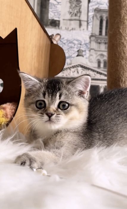 Шикарний котик шотландець