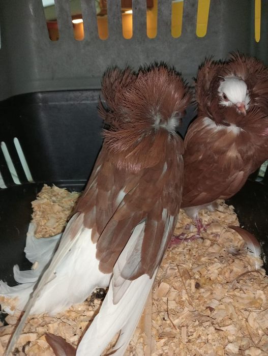 Casal de bombos já criaram